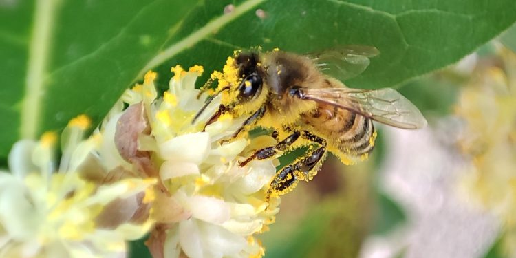 Solstizio di primavera