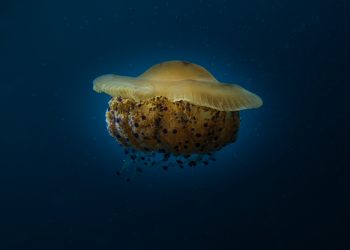 Tesori dal mare (Giuseppe Deplano)