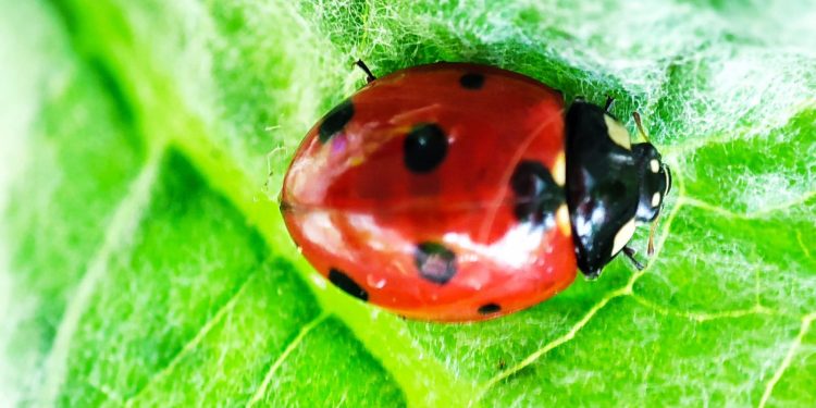 La coccinella a sette macchie
