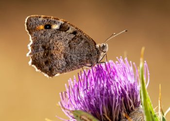 “Mariposa de cardu”, il teatro al servizio del serzo settore nel progetto de Il Crogiuolo