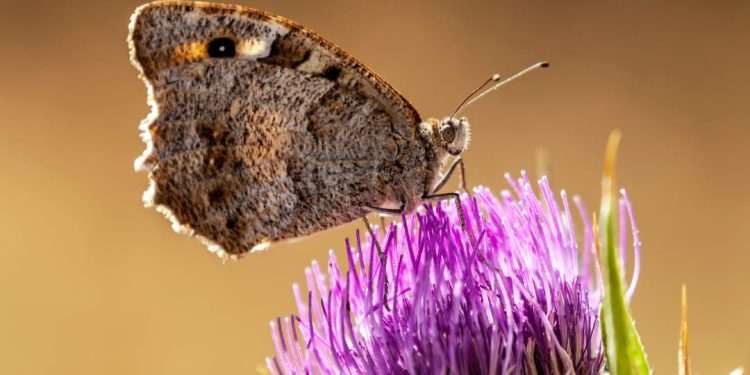 “Mariposa de cardu”, il teatro al servizio del serzo settore nel progetto de Il Crogiuolo