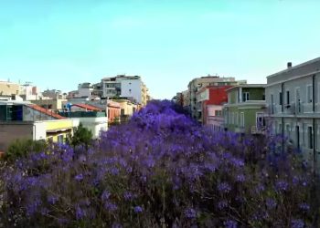 VIDEO. Cagliari, lo spettacolo delle jacarande in fiore