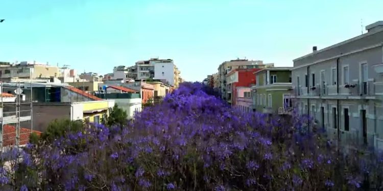 VIDEO. Cagliari, lo spettacolo delle jacarande in fiore