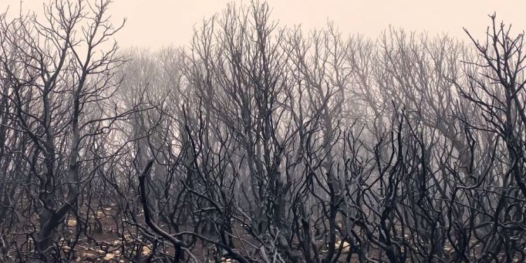 S’Umbra ‘e su Fogu. La tragedia ambientale del Montiferru nel nuovo docufilm di Enrico Pau