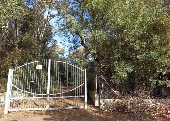 Un comitato per salvare il bosco, a San Sperate i cittadini si mobilitano per proteggere Pixinortu. Al via la raccolta fondi per un murale