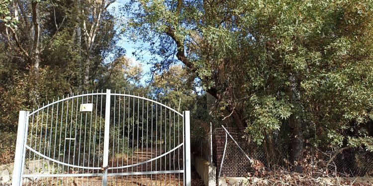 Un comitato per salvare il bosco, a San Sperate i cittadini si mobilitano per proteggere Pixinortu. Al via la raccolta fondi per un murale