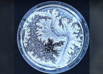 Sulle orme di uno scienziato (Daniela Fadda)