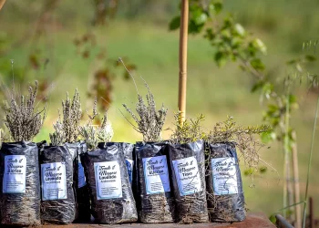 “Trasformiamo la plastica in alberi”, dal viaggio di Carola Farci un progetto virtuoso per la riforestazione della Sardegna