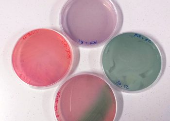 FUTURA. Il nostro terreno di coltura: una storia di patate, cavolo rosso e lockdown