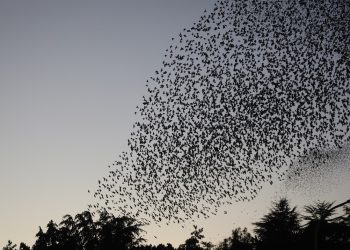 Stormi (Marcella Doa)