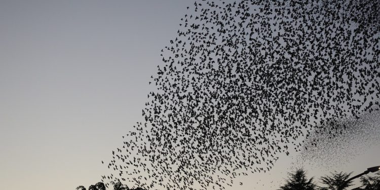 Stormi (Marcella Doa)