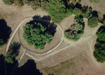 Il magnifico Olivastro millenario di Luras in gara per conquistare l’European Tree of the Year