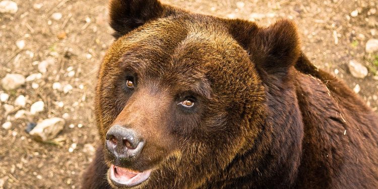Giornata Internazionale del Rewilding. Ma che roba è?