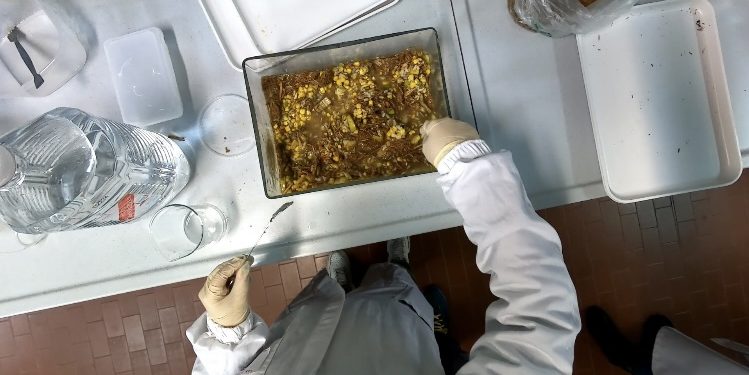 Il De Sanctis Deledda di Cagliari ai Trofei Scientifici Euromed 2024 con il progetto su biogas ed energie rinnovabili