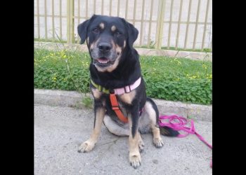 Pet therapy in carcere, la cagnetta Nala e la cavalla Kendy al lavoro con giovani detenuti