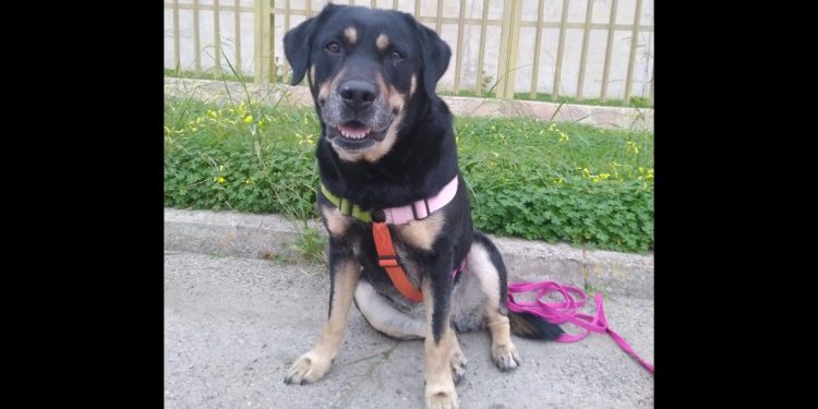 Pet therapy in carcere, la cagnetta Nala e la cavalla Kendy al lavoro con giovani detenuti