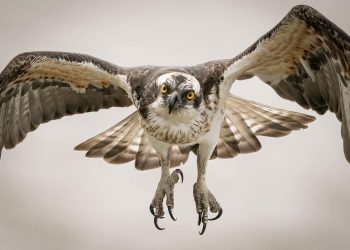 Il falco (Gianluca Doa)