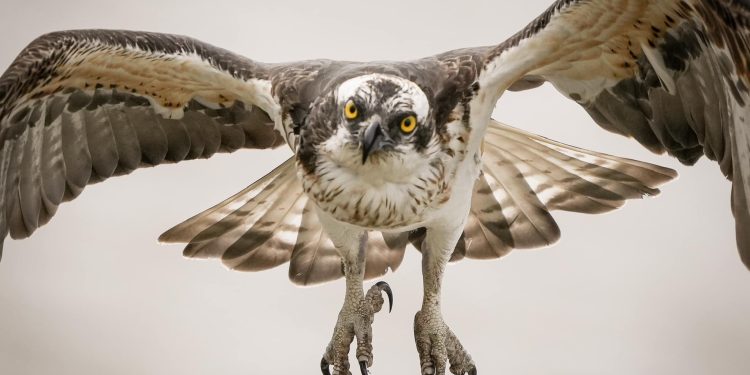 Il falco (Gianluca Doa)