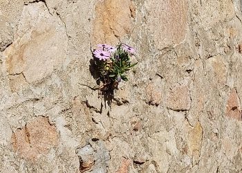 Primavera è dove voglio io