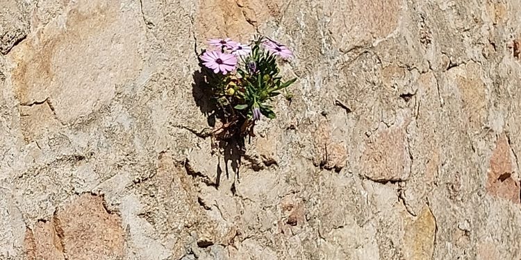 Primavera è dove voglio io