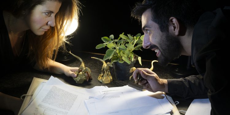 Batisfera vola a Edimburgo per il Fringe Festival di teatro con “La grande guerra degli Orsetti Gommosi”