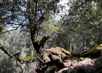 Le sentinelle del clima, alla scoperta dei licheni del Parco Naturale di Gutturu Mannu con il botanico Paolo Giordani