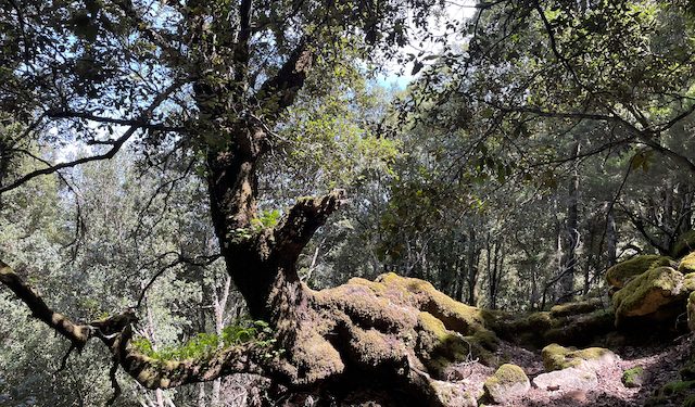 Le sentinelle del clima, alla scoperta dei licheni del Parco Naturale di Gutturu Mannu con il botanico Paolo Giordani