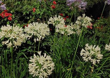 Fuochi d’artificio