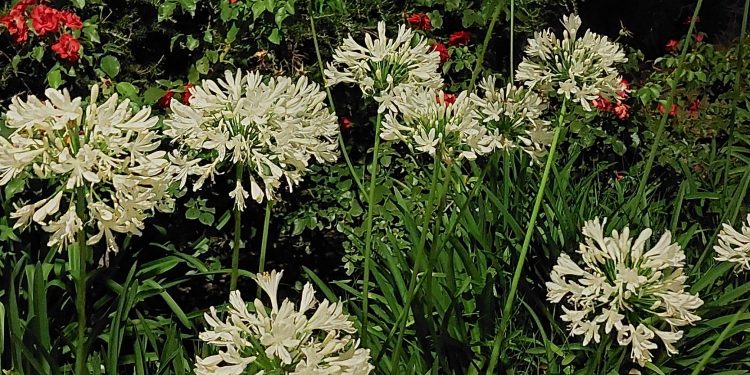 Fuochi d’artificio