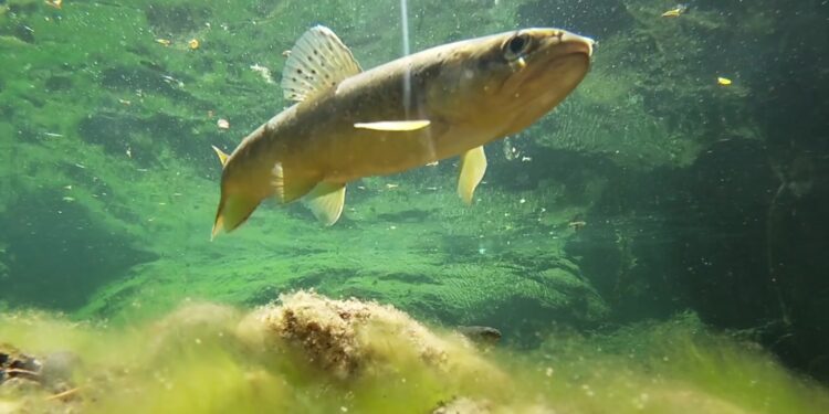 Citizen Science per la trota sarda, la scienza con i cittadini nel Parco di Gutturu Mannu