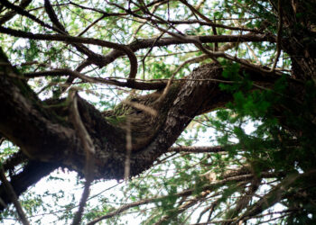 S’Eni ‘e Matari, unu tassu sardu bisende·si s’Europa