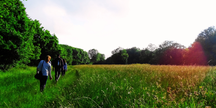 Natura, meditazione e osservazione, dal Giappone arriva la pratica del forest bathing o shinrin-yoku