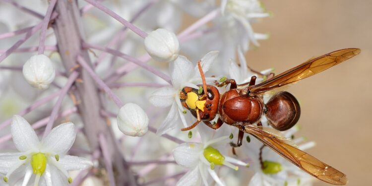 Ambiente e biodiversità, il calabrone orientale arriva in Sardegna. L’entomologo Alberto Satta: “Stiamo valutando i rischi per l’uomo e gli ecosistemi”