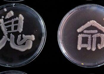 FUTURA. Al FestivalScienza di Cagliari l’antica arte dei kanji incontra la microbiologia, un’esperienza di bellezza e divulgazione scientifica