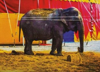 Stop agli animali nei circhi, la Lav in piazza con tavoli tematici e raccolta firme per sostenere la legge sull’uso degli animali negli spettacoli