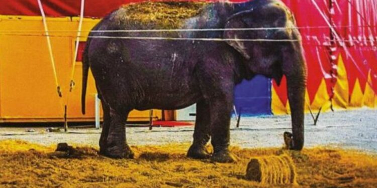 Stop agli animali nei circhi, la Lav in piazza con tavoli tematici e raccolta firme per sostenere la legge sull’uso degli animali negli spettacoli