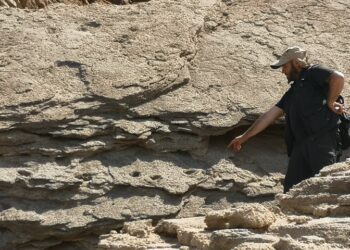 Il caso “Bibi” tra scienza e comunicazione: parla il paleontologo Daniel Zoboli